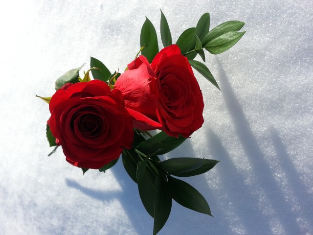 Roses in Snow