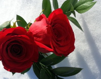 Roses in Snow